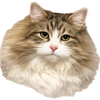 Mimi